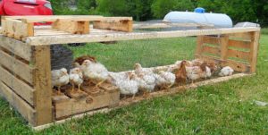If you've ever kept chickens, I'm sure you know the most difficult task is not keeping them in but keeping predators out. We created this extremely functional chicken tractor using materials we already had on hand.