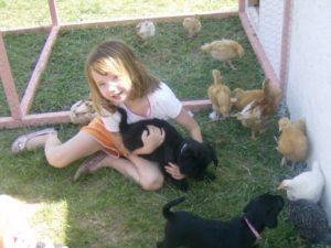 If you've ever kept chickens, I'm sure you know the most difficult task is not keeping them in but keeping predators out. We created this extremely functional chicken tractor using materials we already had on hand.