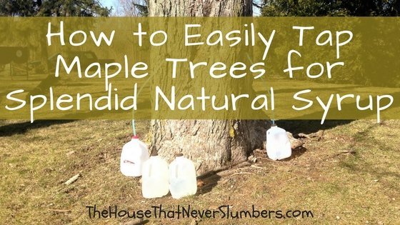 How to Easily Tap Maple Trees for Splendid Natural Syrup - title