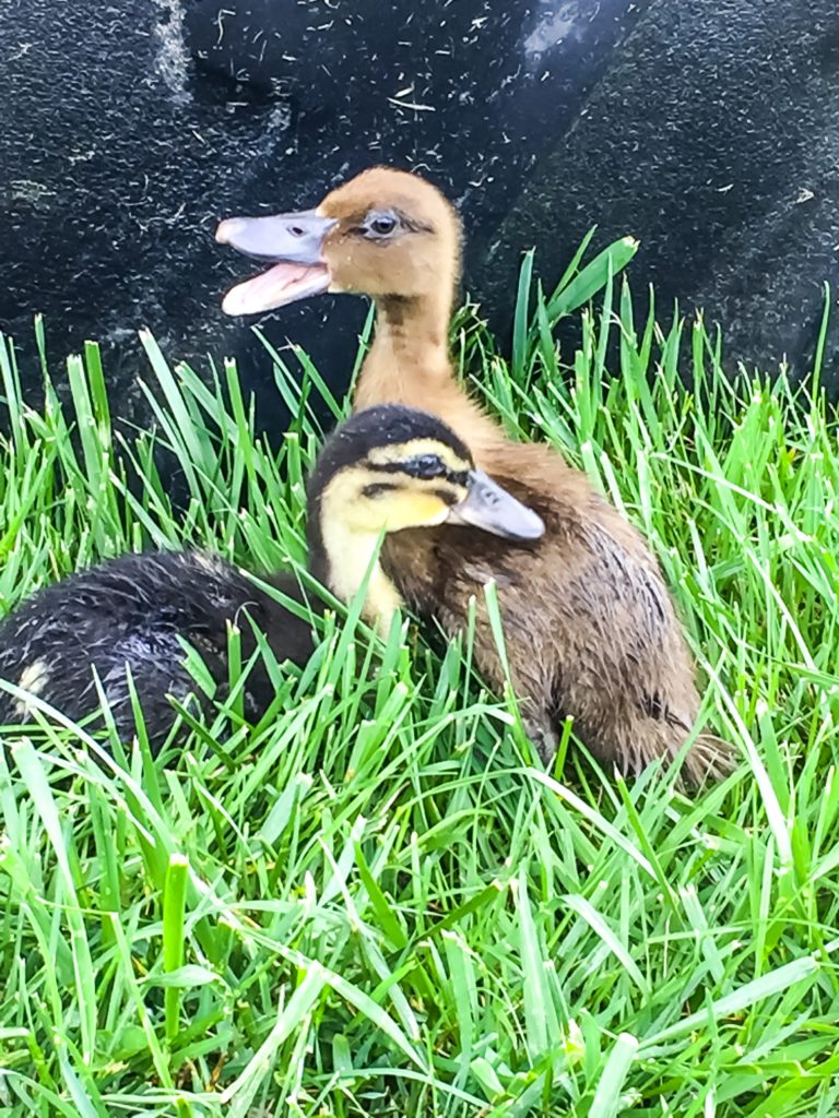 Raising Poultry - Ducklings #ducks #ducklings #poultry #homesteading #eggs