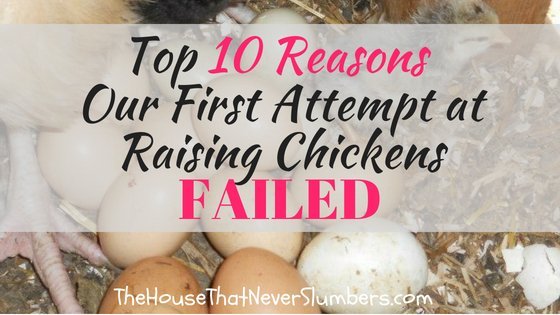 Top 10 Reasons Our First Attempt at Raising Chickens Failed #chickens #homesteading #eggs