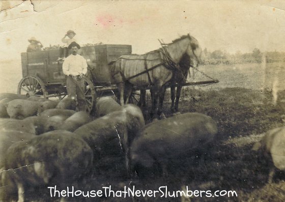 Ozro Bales Sells Hogs - Free Online Newspaper Search - #genealogy #familytree #familyhistory #ancestry #ancestors #indianahistory