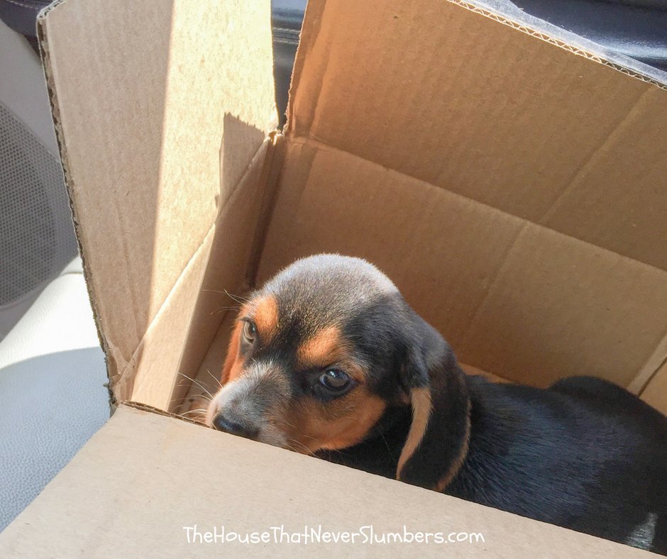 I Heroically Saved a Puppy from Certain Death - #humor #puppy #puppies #babyanimals