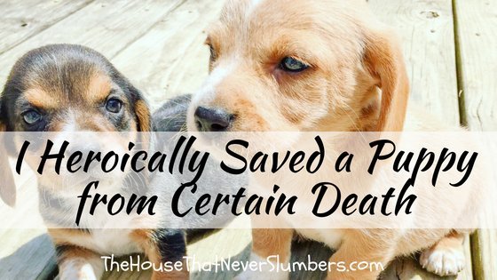 I Heroically Saved a Puppy from Certain Death - #humor #puppy #puppies #babyanimals