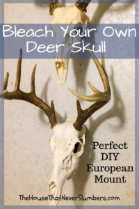 Bleach Your Own Deer Skull for a Perfect European Mount - Let us show you how to bleach a deer skull to make your own European mount for display. It's a simple and inexpensive process that can save you hundreds of dollars. #hunting #europeanmount #antlers #deer #skullmount