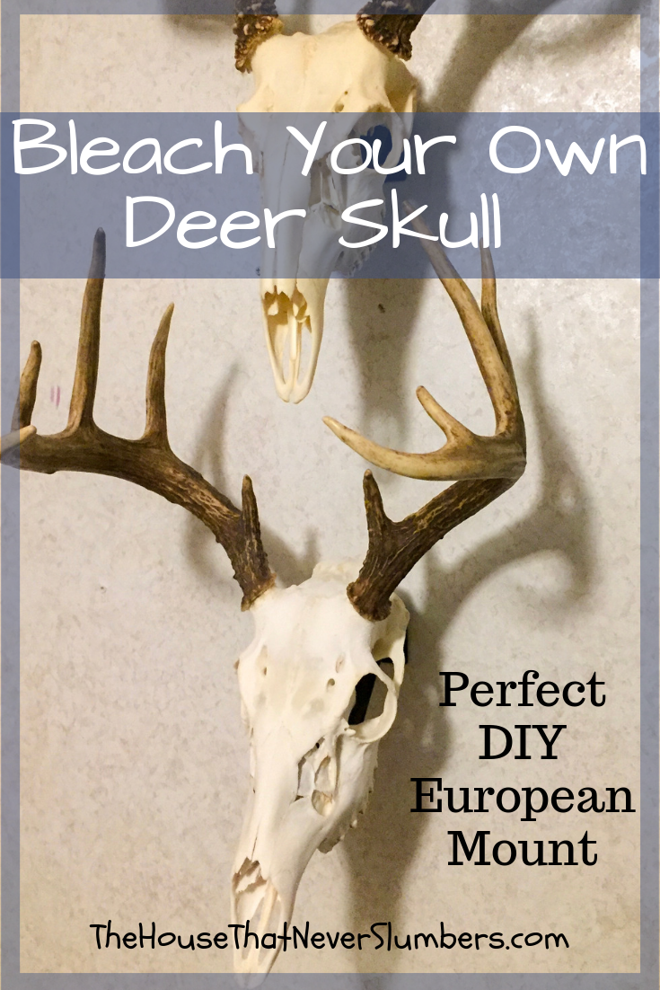 Bleach Your Own Deer Skull for a Perfect European Mount - 10-Point Buck - Let us show you how to bleach a deer skull to make your own European mount for display. It's a simple and inexpensive process that can save you hundreds of dollars. #hunting #europeanmount #antlers #deer #skullmount