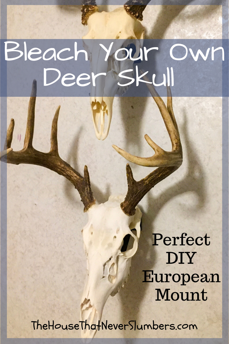 Bleach Your Own Deer Skull for a Perfect DIY European Mount | The House ...