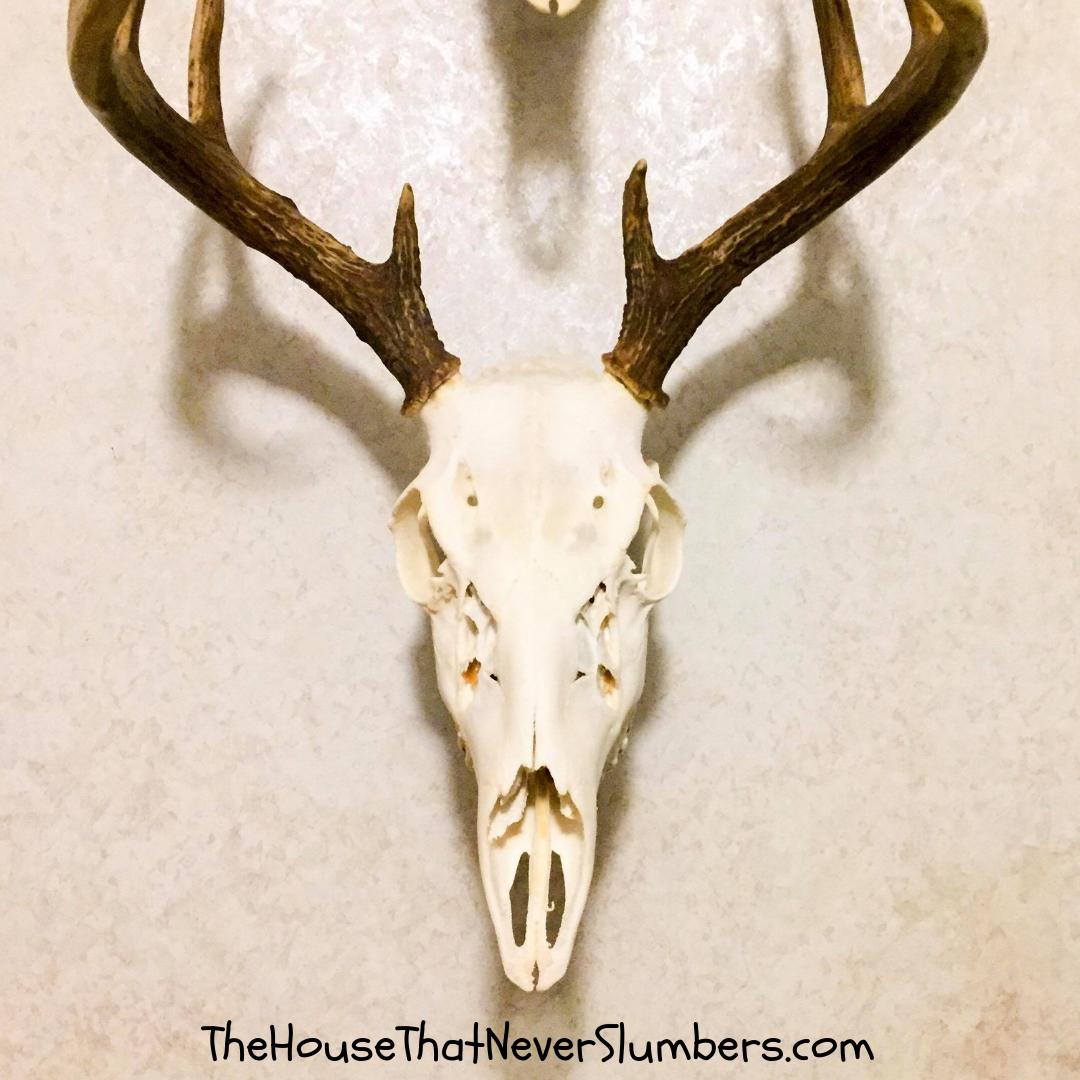 deer skull mount